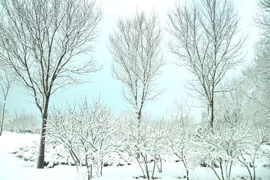 雪景   松树  杨树  雪地