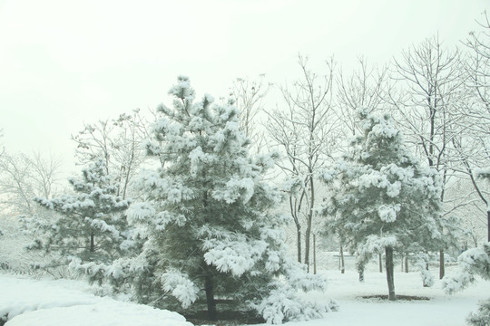 雪景   松树  杨树  雪地