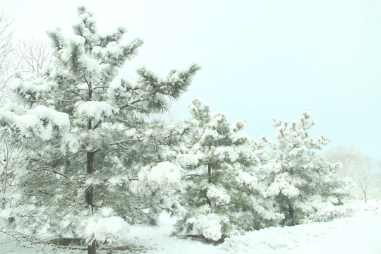 雪景   松树  杨树  雪地