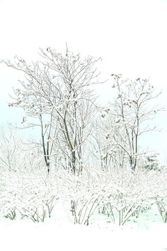 雪景   松树  杨树  雪地