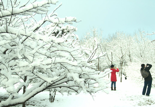 雪景   松树   摄影人背影