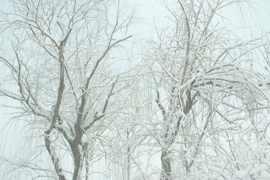 雪景   槐树  杨树