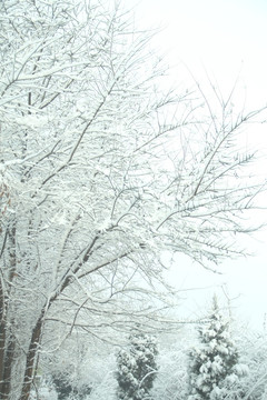 雪景   槐树  杨树