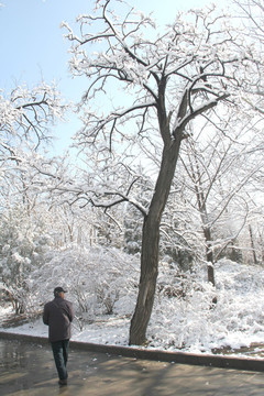 雪景   槐树  行人背影