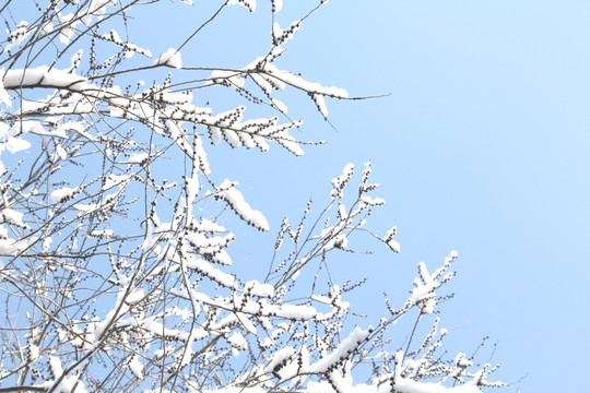 雪景树枝