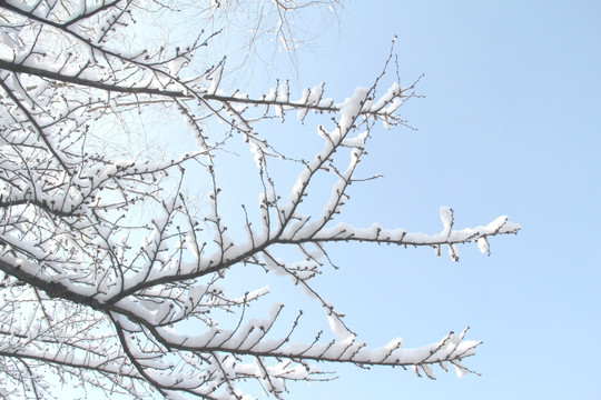 雪景树枝