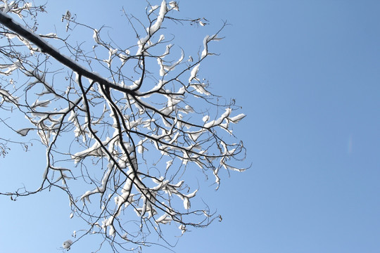 雪景  槐树  雪地  龙爪槐