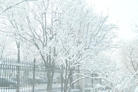 雪景  槐树  雪地  杨树