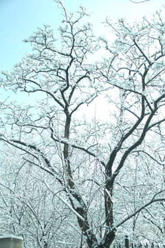 雪景  槐树  雪地