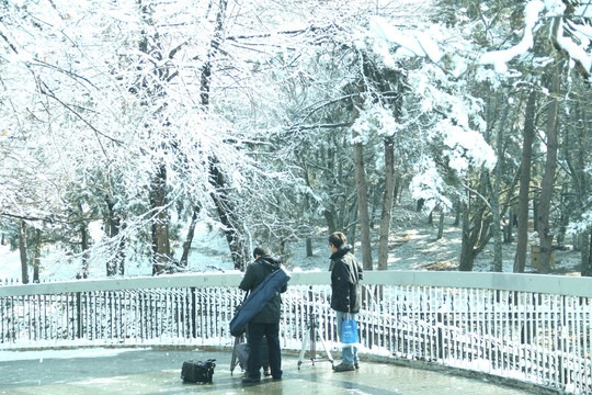 雪景  槐树  雪地  杨树  摄影人背影