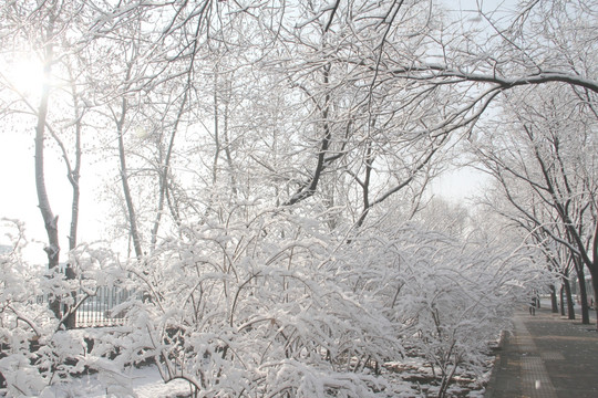 雪景  槐树  雪地  杨树