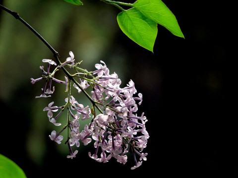 丁香花