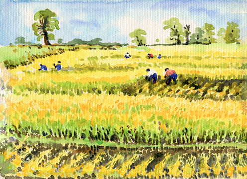 麥田秋收  高清作品