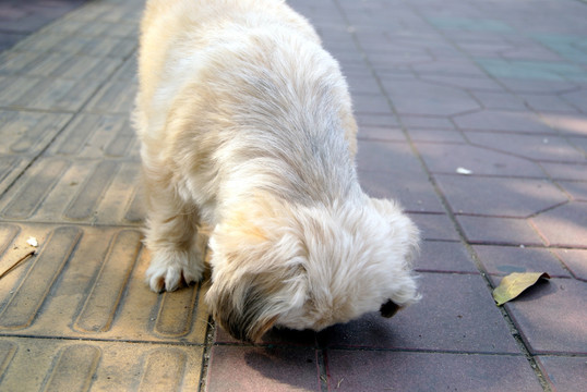 北京犬