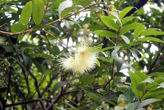 白色的毛茸茸的花