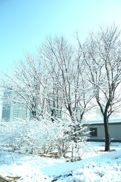 雪景  树  雪地