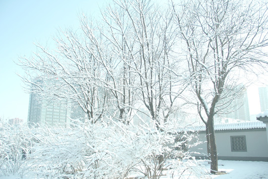 雪景中的树和雪地