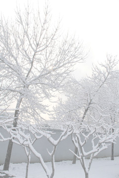 雪景杨树林