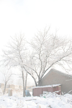 雪景杨树小屋