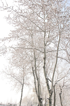 雪景树林