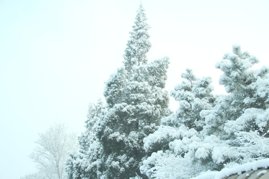 雪景树木