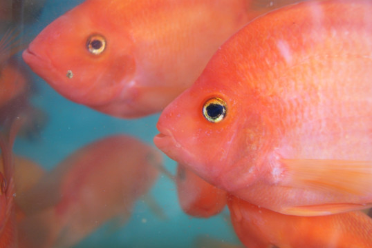 水族馆里的鱼