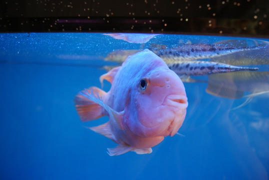 水族馆里的鱼