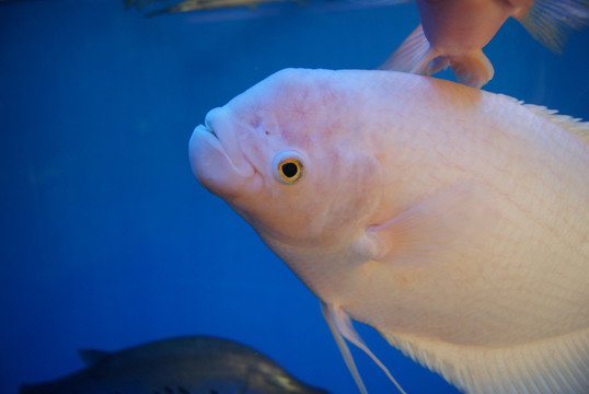 水族馆里的鱼