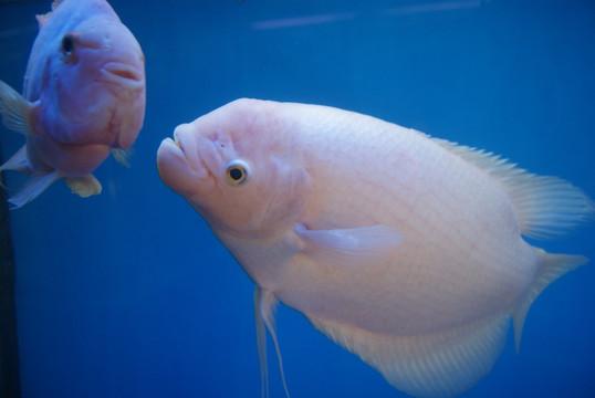 水族馆里的鱼