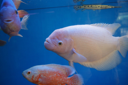 水族馆里的鱼