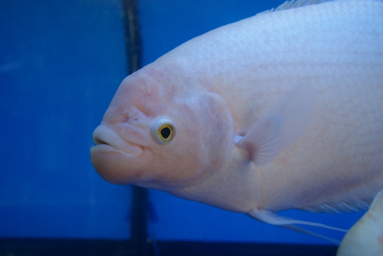 水族馆里的鱼