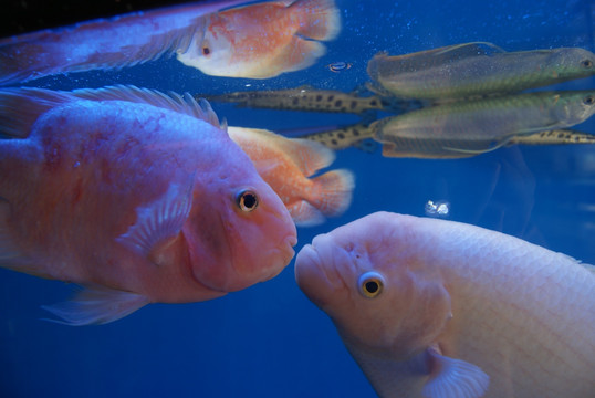 水族馆里的鱼