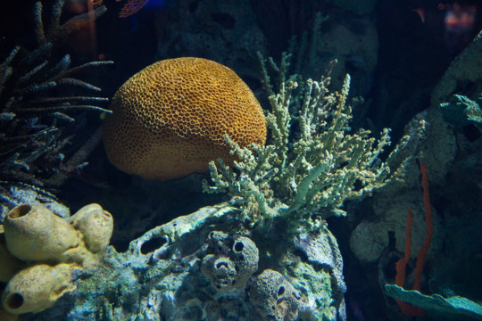 水族箱礁石