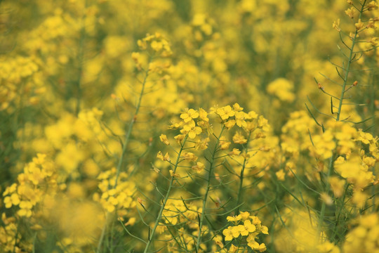 油菜花