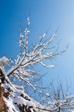 雪  花