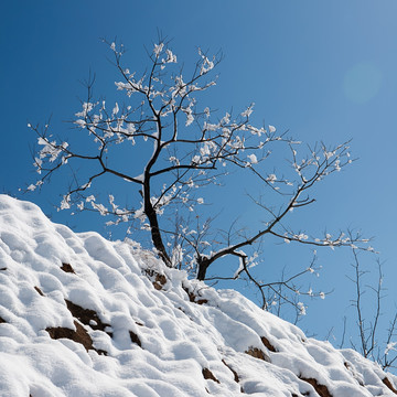 白雪胜梅