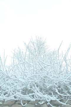 雪天雾凇