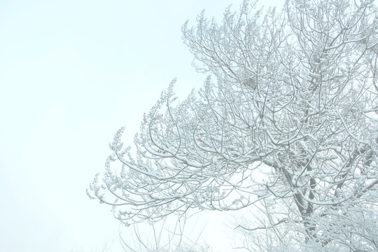 雪景树林