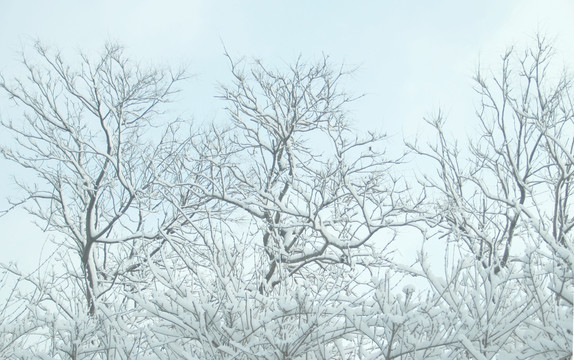 雪景雾凇