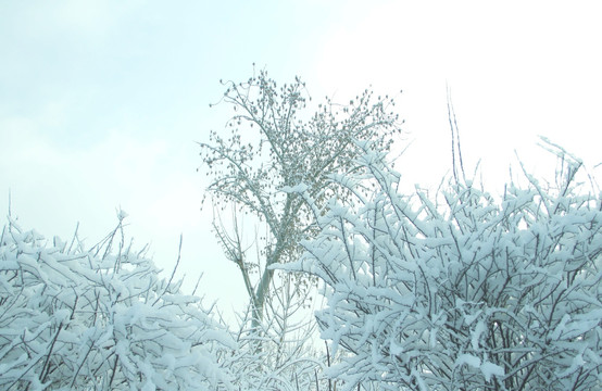 雪景雾凇