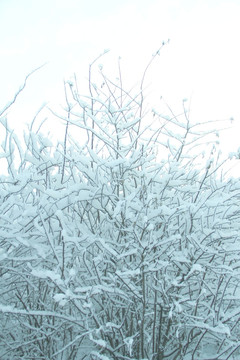 雪景雾凇