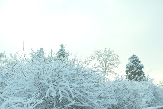 雪景雾凇