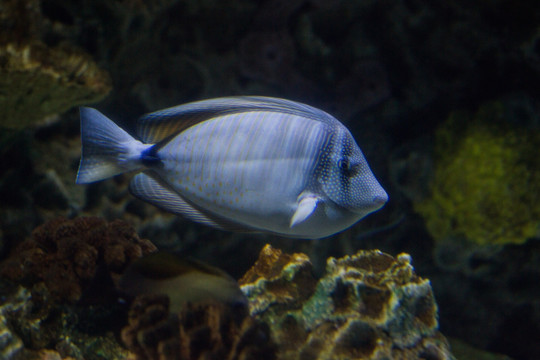 海水热带鱼