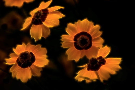 黃花
