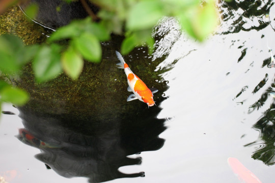 錦鯉