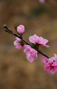 一枝桃花