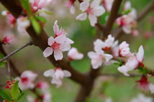 一树桃花