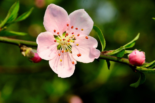 桃花