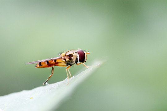 食蚜蝇 像蜜蜂的昆虫