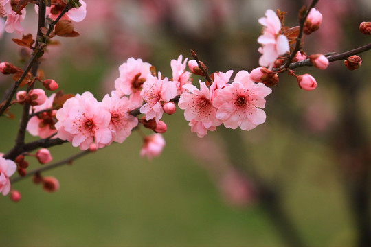 梅花